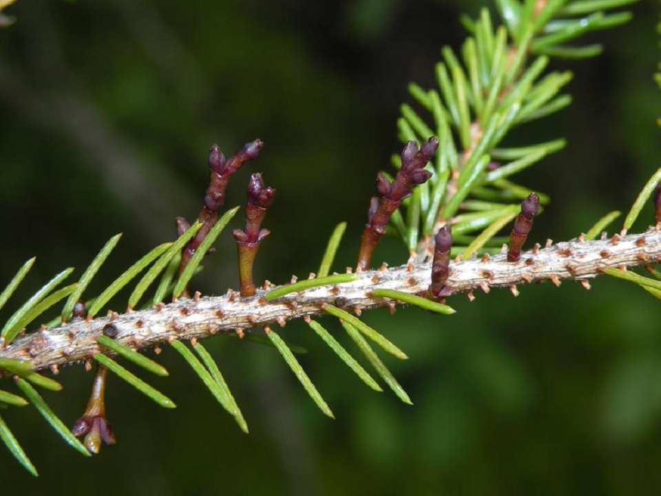 Eastern spruce dwarf mistletoe.