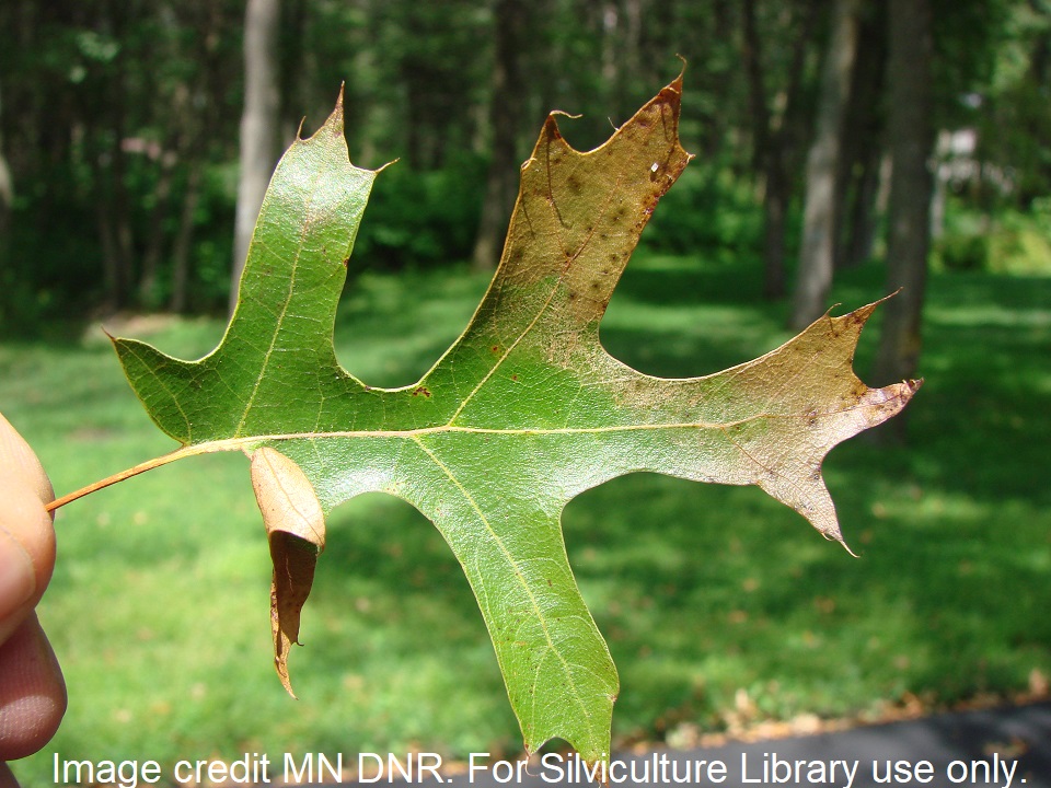 Oak wilt symptomatic red oak leaf.
